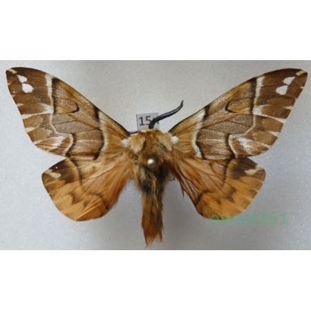 Endromis versicolora (Linnaeus, 1758) male Poland15n